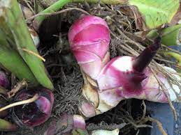 Check spelling or type a new query. Highlight Canna Lily The Organic Forecast