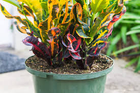 Image result for Croton