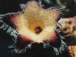 Image result for Tridentea marientalensis