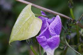 Do not eat any part. Why Do Morning Glory Leaves Turn Yellow Reasons A Morning Glory Has Yellow Leaves