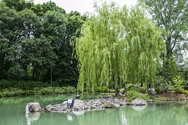 Maple U S Japanese Gardens Japanese Garden Amazing Gardens Woodland Garden