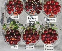 What are the best low growing bushes? Consider Bush Cherries In Your Garden A Great Fruit And Easy Harvest Home Garden Journalstar Com
