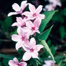 Shop yours online w/ free shipping on orders over $125! Pink Jasmine Climbing Vine Full Sun Can Be Used As Ground Cover Jasmine Plant Jasmine Flower Pink Jasmine