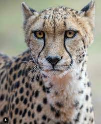 Wide Eyed Cheetah Cute Animals Animals Wild Wild Cats
