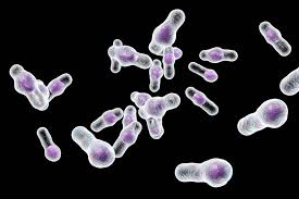 Image result for Clostridium difficile