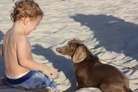 We did not find results for: Why Dachshunds Are Great Beach Bums And Dogs Are Great Family Members Yellowhammer News Yellowhammer News