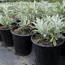 Sage plants can tolerate partial shade but they prefer full sun. How To Grow White Sage Plant Instructions