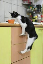 Hunting Milk Cute Cats And Dogs Cats Cute Animals