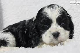 Find cocker spaniel puppies that are ready to take home immediately or will be available shortly from some of the top breeders in the country. Black And White Parti Cocker Spaniel American Cocker Spaniel Cocker Spaniel For Sale