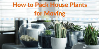 Wrap them in something you won't put on your skin, like newspaper. How To Pack House Plants For Moving Simple Moving Labor