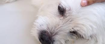 Be on the lookout for these signs from your pet. How To Know When Your Dog Is In Pain And What To Do About It