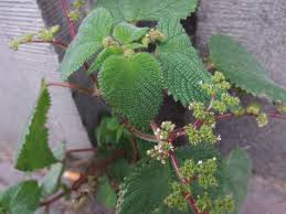 Image result for Laportea aestuans