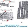 A tendon is a band of tissue that connects a the two peroneal tendons in the foot run side by side behind the outer a. 1