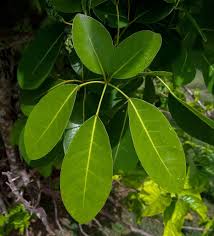 Image result for Tabebuia heterophylla