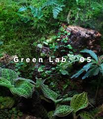 Image result for Ottelia ulvifolia