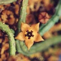 Image result for Tridentea