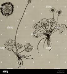 Image result for Ranunculus  cooleyae