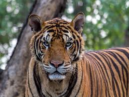 It was established in 1973 and granted the status of a world heritage site in 198. The Wildlife Of Chitwan National Park Animals Network