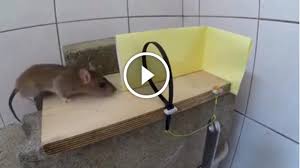 Salah satu cara yang paling mudah adalah dengan menggunakan jebakan tikus atau perangkap tikus. Begini Cara Mudah Menangkap Tikus Di Rumah Biayanya Murah Dan Ramah Lingkungan Halaman All Tribunnews Bogor