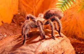 Die brasilianische wanderspinne gilt als die wohl giftigste spinne überhaupt. Spinnen