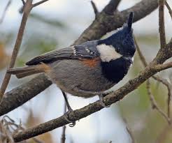 Black Bird With Long Tail India Pin On Bird Families P Q