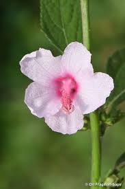 Image result for Urena