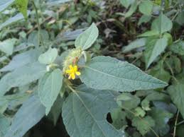 Image result for Triumfetta pilosa