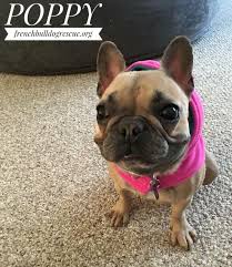 Interested in adopting a frenchie from french bulldog ~winter~special needs french bulldog available for. Poppy Is Available For Adoption Read French Bulldog Rescue Network Facebook