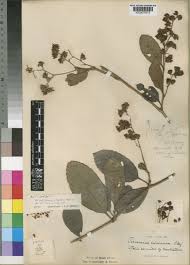 Image result for Tetracera alnifolia