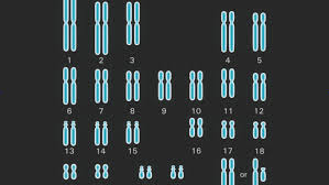 Two haploid cells then fuse to form a diploid zygote, which develops into a new organism as its cells divide and multiply. Diploid Cell Definition And Example