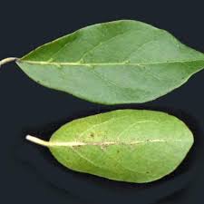 Image result for Combretum engleri