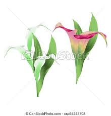 Calla Lily Weisse Und Rosa Blumen Und Blatter Vektor Eps Calla Lily White And Pink Flowers And Hinterlasst Herbaceous