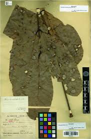 Image result for Khaya grandifoliola