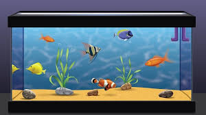 Aquaponics Fish Tank Aquaponics Fish Aquaculture Fish Aquaponics