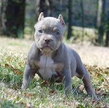 Frequently Asked Questions Buying An American Bully Puppy Extreme Build Pocket Bully S Pocket Bully American Bully American Bully Pocket