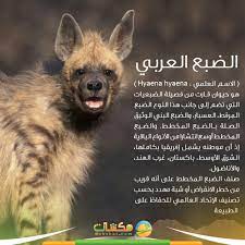 الضبع العربي fox animals