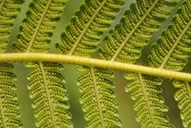 Image result for Cheilanthes quadripinnata