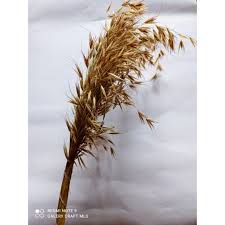 View public records, phone number, email & more! Beli Ilalang Merak 15 20batang Daun Kering Mirip Padi Seetracker Indonesia