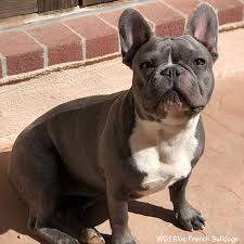 Factory price wholesale fashion manufactures oem cotton blue puppy dog clothes french bulldog hoodies french bulldog hoodie. French Bulldogs For Sale In Texas Wild Blue French Bulldogs