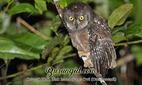 Makanan utama celepuk jawa (otus angelinae) adalah serangga. Celepuk Biak Biak Scops Owl Otus Beccarii Burung Id