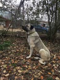 Bahri Tutal Adli Kullanicinin Kangal Kopegi Panosundaki Pin Goruntuler Ile Kangal Kopegi