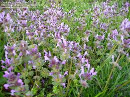 The difference between weeds and wild flowers is a matter of great debate. Plant Identification Closed Purple Blooming Lawn Weed 1 By Ozark