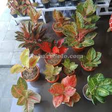 We did not find results for: Ternyata Gara Gara Ini Harga Ratu Daun Meroket Apakah Aglaonema Bakal Senasib Gelombang Cinta Kabare Solo