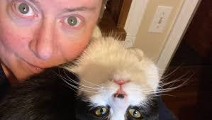 Fundraiser for Diane Sullivan by Robert Toms : Support Diane's kitty Gary  and his Medical Journey