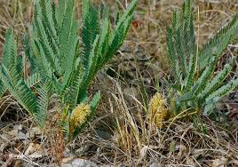 Image result for Elephantorrhiza elephantina
