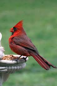 Water Birds Of Northern Indiana Indiana Beauty With Images Cardinal Birds Cardinal Pictures Backyard Birds