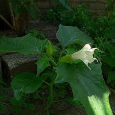 Image result for durman obecný květ