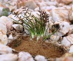Image result for Triglochin bulbosa