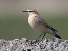 Image result for Isachne buettneri