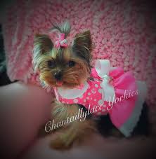 Find puppies in your area and helpful tips and info. Gallery Chantaillylace